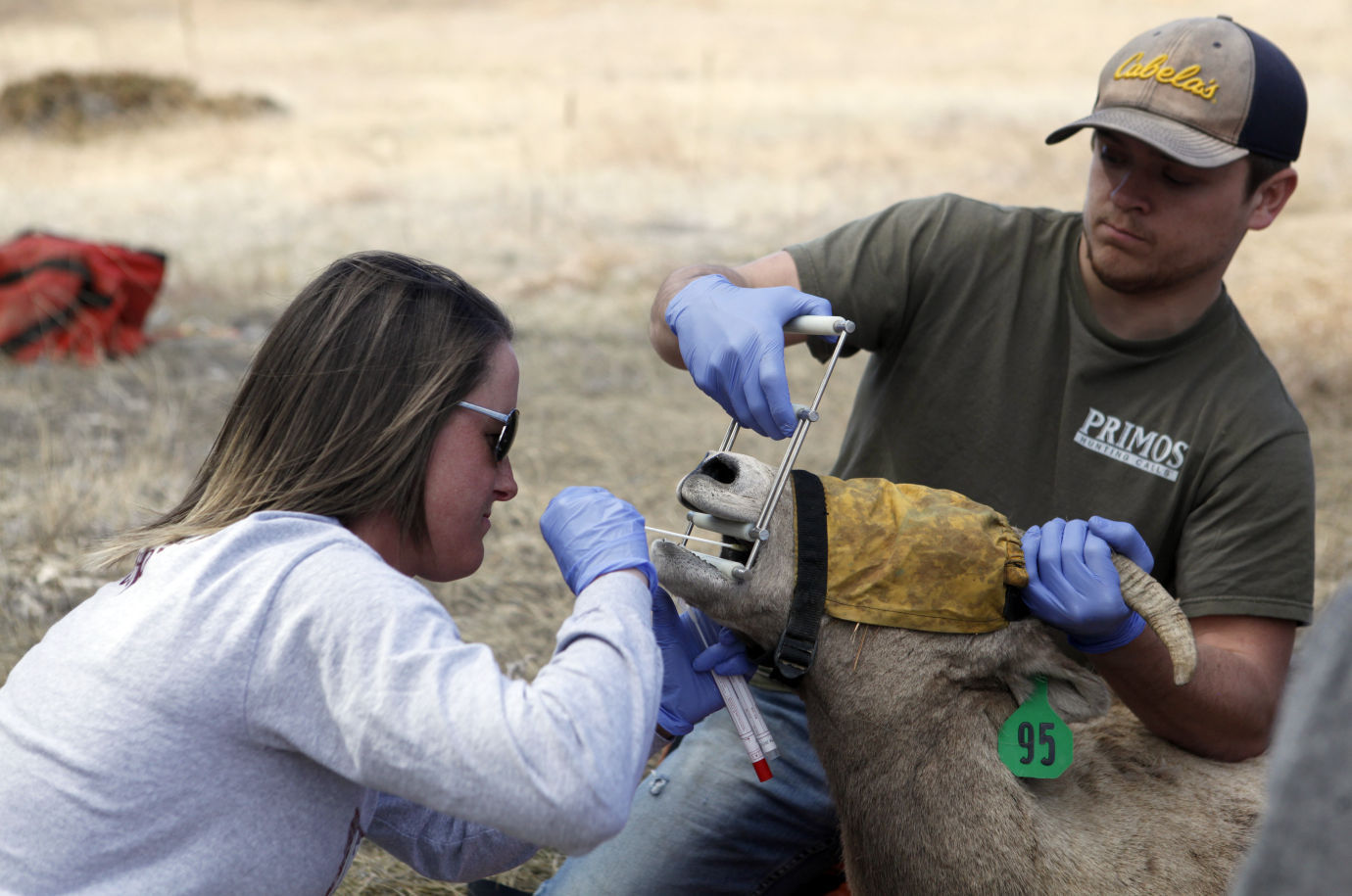 031216-nws-bighorn010.JPG